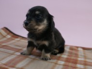 カニンヘン 子犬 ブラック&クリーム 男の子 しずるの赤ちゃん 11/18生まれ カニンヘン 子犬 ブラック&クリーム 男の子 しずるの赤ちゃん 11/18生まれ