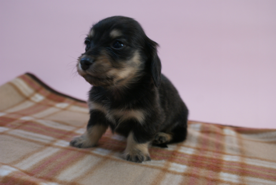 カニンヘン 子犬 ブラック&クリーム 男の子 しずるの赤ちゃん 11/18生まれ カニンヘン 子犬 ブラック&クリーム 男の子 しずるの赤ちゃん 11/18生まれ