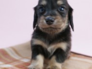 カニンヘン 子犬 ブラック&クリーム 男の子 しずるの赤ちゃん 11/18生まれ カニンヘン 子犬 ブラック&クリーム 男の子 しずるの赤ちゃん 11/18生まれ