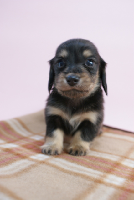 カニンヘン 子犬 ブラック&クリーム 男の子 しずるの赤ちゃん 11/18生まれ カニンヘン 子犬 ブラック&クリーム 男の子 しずるの赤ちゃん 11/18生まれ