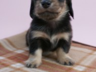 カニンヘン 子犬 ブラック&クリーム 男の子 しずるの赤ちゃん 11/18生まれ カニンヘン 子犬 ブラック&クリーム 男の子 しずるの赤ちゃん 11/18生まれ