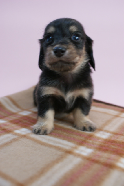 カニンヘン 子犬 ブラック&クリーム 男の子 しずるの赤ちゃん 11/18生まれ カニンヘン 子犬 ブラック&クリーム 男の子 しずるの赤ちゃん 11/18生まれ