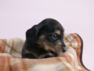 カニンヘン 子犬 ブラック&クリーム 男の子 しずるの赤ちゃん 11/18生まれ カニンヘン 子犬 ブラック&クリーム 男の子 しずるの赤ちゃん 11/18生まれ