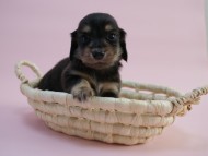 カニンヘン 子犬 ブラック&クリーム 男の子 しずるの赤ちゃん 11/18生まれ カニンヘン 子犬 ブラック&クリーム 男の子 しずるの赤ちゃん 11/18生まれ