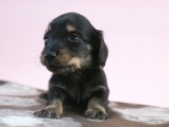 カニンヘン 子犬 ブラック＆クリーム 男の子 しずるの赤ちゃん 11/18生まれ