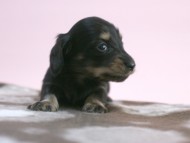 カニンヘン 子犬 ブラック＆クリーム 男の子 しずるの赤ちゃん 11/18生まれ