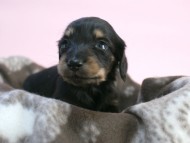 カニンヘン 子犬 ブラック＆クリーム 男の子 しずるの赤ちゃん 11/18生まれ