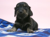 カニンヘン 子犬 ブラック&クリーム 男の子 しずるの赤ちゃん 11/18生まれ カニンヘン 子犬 ブラック&クリーム 男の子 しずるの赤ちゃん 11/18生まれ