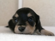 広島でカニンヘンをお探しのお客様へ