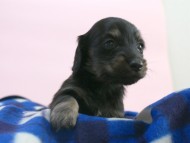 カニンヘン 子犬 ブラック&クリーム 男の子 しずるの赤ちゃん 11/18生まれ カニンヘン 子犬 ブラック&クリーム 男の子 しずるの赤ちゃん 11/18生まれ