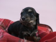 カニンヘン 子犬 ブラック＆クリーム 女の子 しずるの赤ちゃん 11/18生まれ