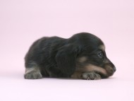 カニンヘン 子犬 ブラック＆クリーム 女の子 しずるの赤ちゃん 11/18生まれ