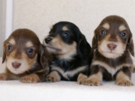 カニンヘン 子犬 神奈川 カニンヘン 子犬 神奈川