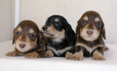 カニンヘン 子犬 神奈川 カニンヘン 子犬 神奈川