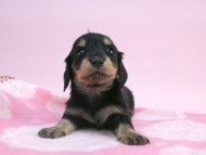 カニンヘン 子犬 ブラック＆クリーム 女の子 しずるの赤ちゃん 11/18生まれ