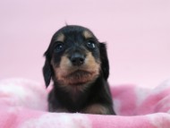 カニンヘン 子犬 ブラック＆クリーム 女の子 しずるの赤ちゃん 11/18生まれ