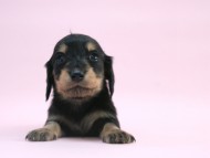 カニンヘン 子犬 ブラック＆クリーム 女の子 しずるの赤ちゃん 11/18生まれ