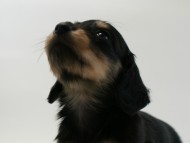 カニンヘン 子犬 ブラック＆クリーム 男の子 しずるの赤ちゃん 11/18生まれ