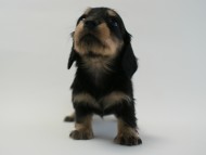 カニンヘン 子犬 ブラック＆クリーム 男の子 しずるの赤ちゃん 11/18生まれ