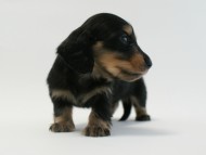 カニンヘン 子犬 ブラック＆クリーム 男の子 しずるの赤ちゃん 11/18生まれ