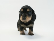 カニンヘン 子犬 ブラック＆クリーム 男の子 しずるの赤ちゃん 11/18生まれ