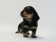 カニンヘン 子犬 ブラック＆クリーム 男の子 しずるの赤ちゃん 11/18生まれ