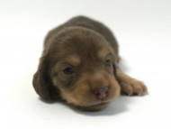 カニンヘン 子犬 チョコ系　男の子 ベルサスの赤ちゃん　12/3生まれ