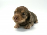 カニンヘン 子犬 チョコ系 男の子 ベルサスの赤ちゃん 12/3生まれ カニンヘン 子犬 チョコ系 男の子 ベルサスの赤ちゃん 12/3生まれ