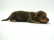 カニンヘン 子犬 チョコ系　男の子 ベルサスの赤ちゃん　12/3生まれ