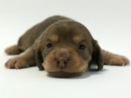 カニンヘン 子犬 チョコ系 男の子 ベルサスの赤ちゃん 12/3生まれ カニンヘン 子犬 チョコ系 男の子 ベルサスの赤ちゃん 12/3生まれ