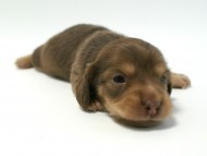 カニンヘン 子犬 チョコ系 男の子 ベルサスの赤ちゃん 12/3生まれ カニンヘン 子犬 チョコ系 男の子 ベルサスの赤ちゃん 12/3生まれ