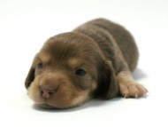 カニンヘン 子犬 チョコ系 男の子 ベルサスの赤ちゃん 12/3生まれ カニンヘン 子犬 チョコ系 男の子 ベルサスの赤ちゃん 12/3生まれ