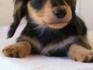 カニンヘン 子犬 神奈川 カニンヘン 子犬 神奈川