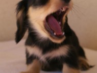 カニンヘン　子犬　愛知