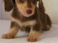 カニンヘン　子犬　愛知