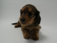 カニンヘン 子犬 シェーデットレット 男の子 ユジンの赤ちゃん 11/16生まれ