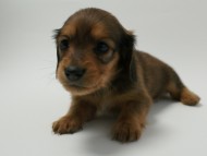 カニンヘン 子犬 シェーデットレット 男の子 ユジンの赤ちゃん 11/16生まれ