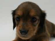 カニンヘン 子犬 シェーデットレット 男の子 ユジンの赤ちゃん 11/16生まれ