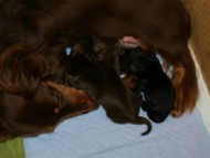 カンニンヘンダックスフンド　オアシス　チョコタン