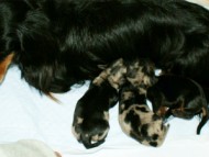 カニンヘンダックス　シルバーダップル　ピリカ