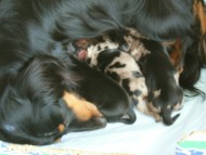 カニヘンダックス　シルバーダップル　ピリカ