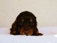 カニヘンダックス　チョコタン