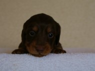 カニンヘンダックス　チョコタン　男の子
