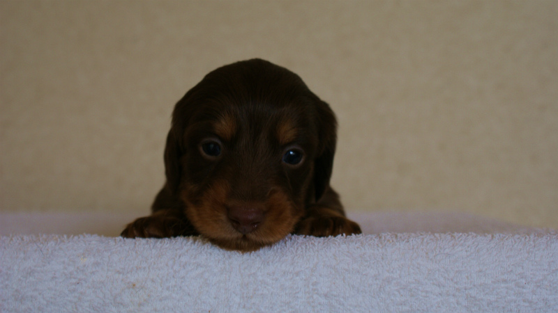 DSC06935 カニンヘンダックス チョコタン 男の子