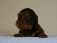 DSC06939 カニンヘンダックス チョコ&タン 男の子