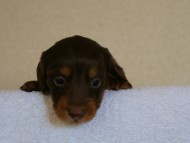 DSC06940 カニンヘンダックス チョコタン 男の子