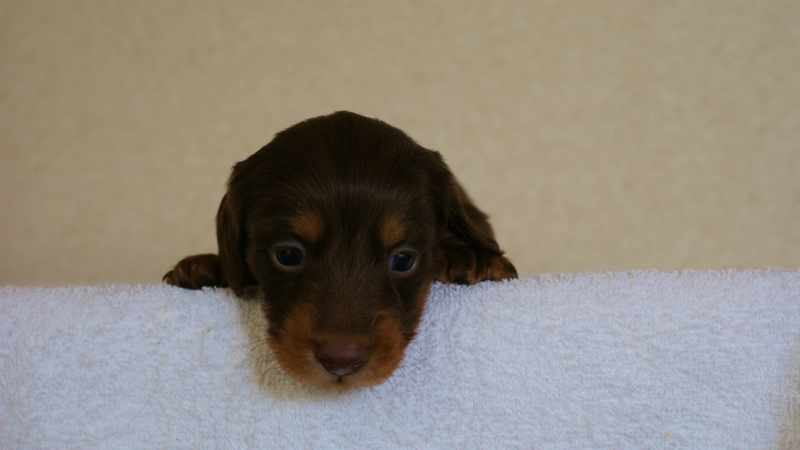 DSC06940 カニンヘンダックス チョコタン 男の子