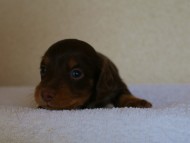 カニンヘンダックス　チョコタン　男の子