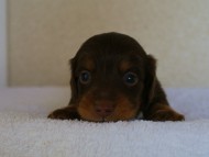 カニンヘンダックス　チョコ＆タン　男の子