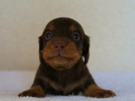 カニンヘンダックス　チョコタン　男の子